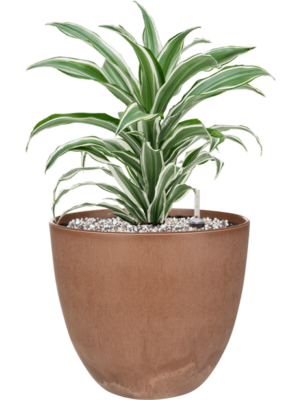Dracaena fragrans 'White Jewel' en Artstone