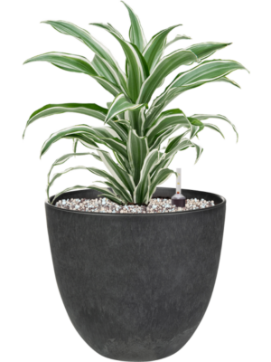 Dracaena fragrans 'White Jewel' en Artstone