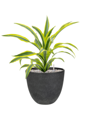 Dracaena fragrans 'Lemon Lime' en Artstone