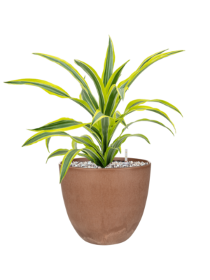 Dracaena fragrans 'Lemon Lime' en Artstone