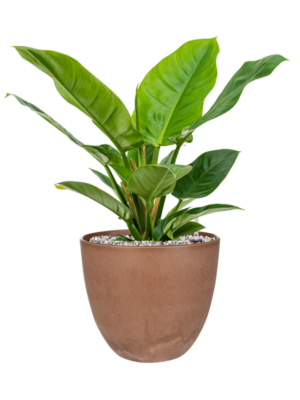 Philodendron 'Imperial Green' en Artstone
