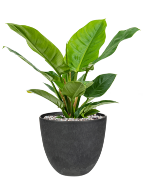 Philodendron 'Imperial Green' en Artstone