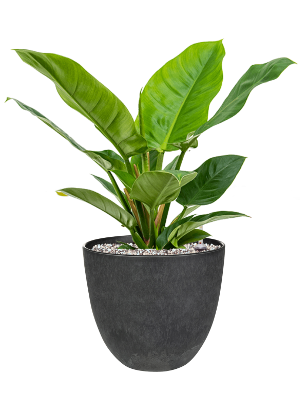 Philodendron 'Imperial Green' en Artstone