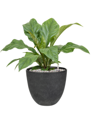 Anthurium elipticum 'Jungle Bush' en Artstone