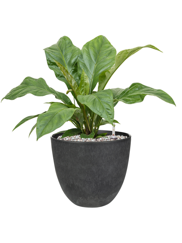 Anthurium elipticum 'Jungle Bush' en Artstone