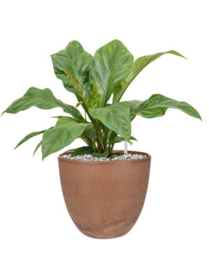 Anthurium elipticum 'Jungle Bush' en Artstone