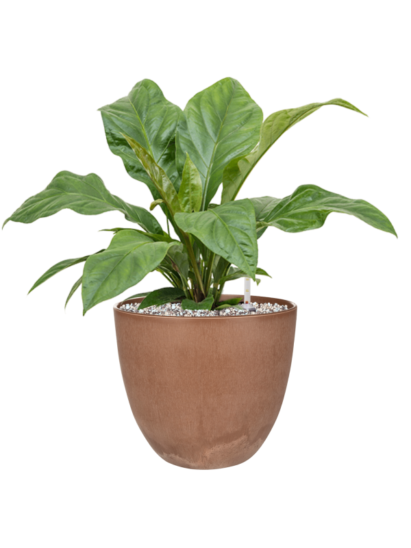 Anthurium elipticum 'Jungle Bush' en Artstone