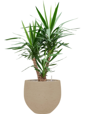 Yucca elephantipes en Rough