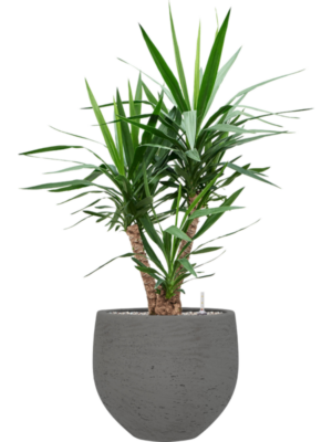 Yucca elephantipes en Rough