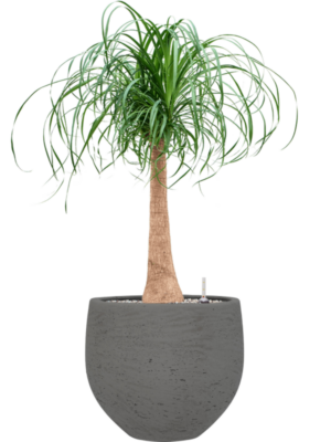 Beaucarnea recurvata en Rough