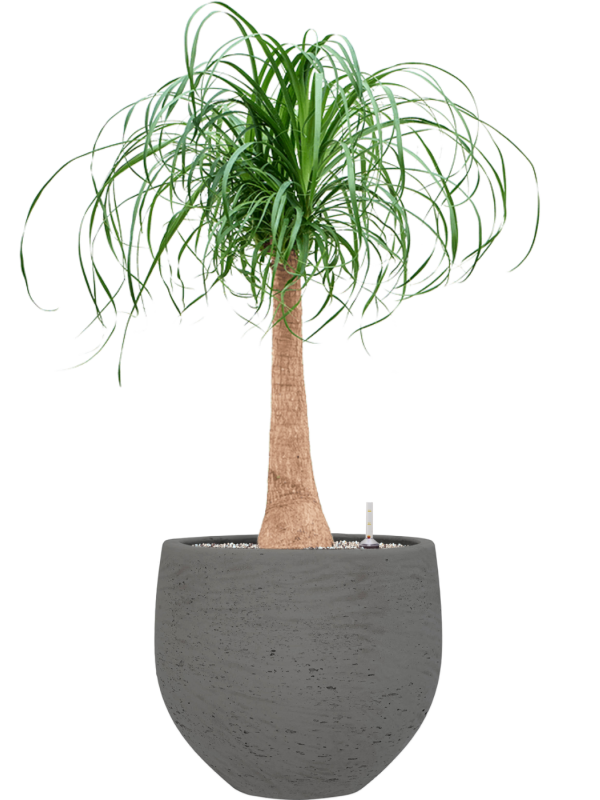 Beaucarnea recurvata en Rough, Pottery Pots