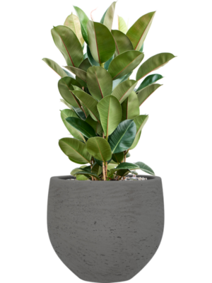 Ficus elastica 'Robusta' en Rough