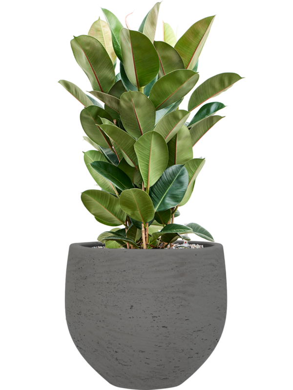 Ficus elastica 'Robusta' en Rough, Pottery Pots