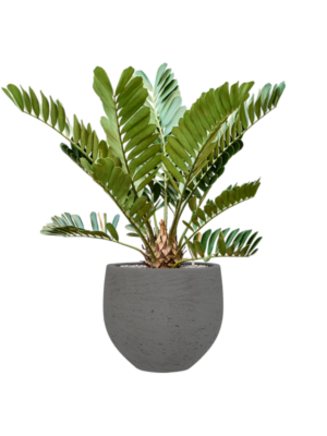 Zamia furfuracae en Rough