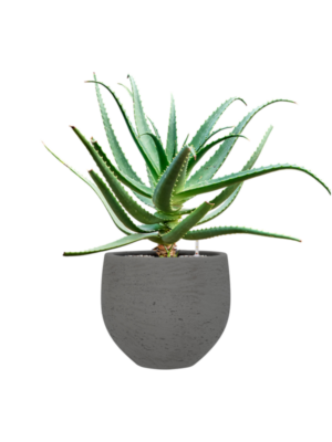 Aloe red safari (70-100) en Rough