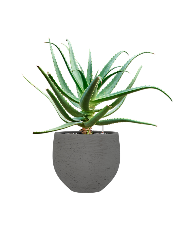 Aloe red safari (70-100) en Rough, Pottery Pots