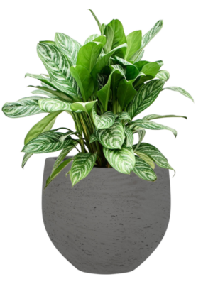 Aglaonema 'Stripes' en Rough