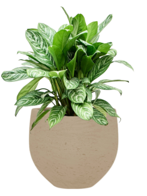 Aglaonema 'Stripes' en Rough