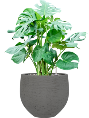 Monstera deliciosa en Rough