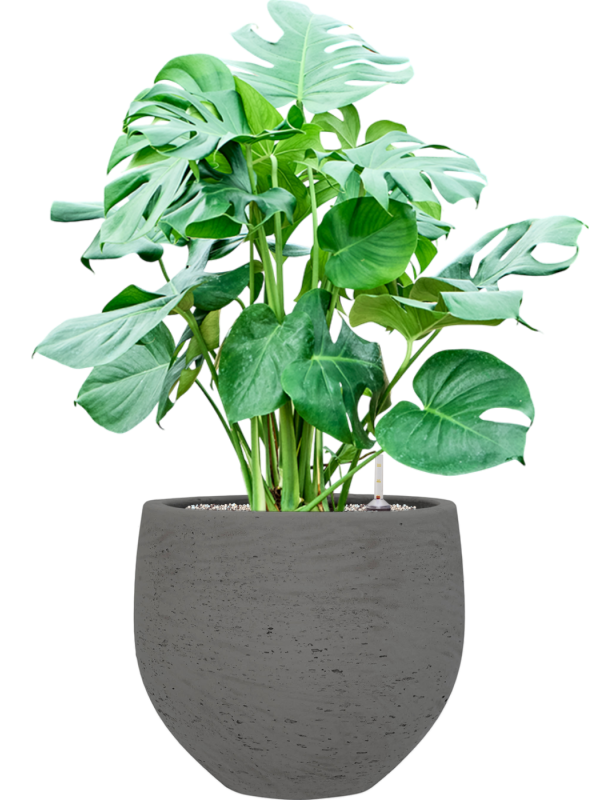 Monstera deliciosa en Rough, Pottery Pots
