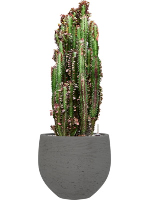 Euphorbia trigona 'Rubra' en Rough