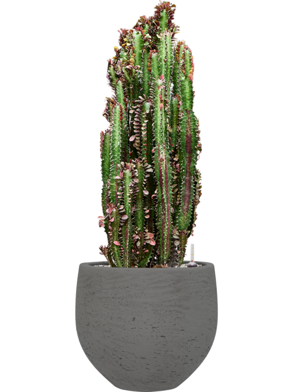 Euphorbia trigona 'Rubra' en Rough, Pottery Pots
