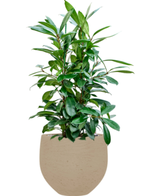 Ficus cyathistipula en Rough