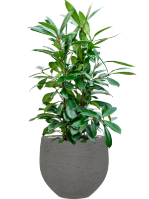 Ficus cyathistipula en Rough