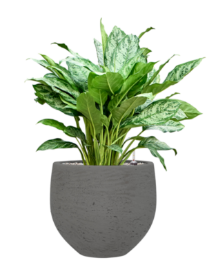 Aglaonema 'Chantal' en Rough