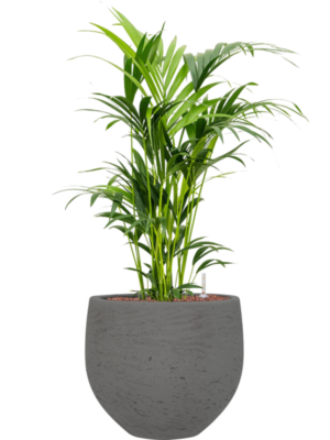 Kentia (Howea) forsteriana en Rough
