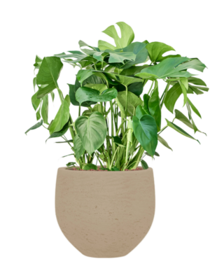 Monstera deliciosa en Rough