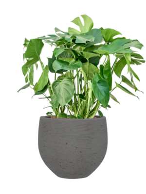 Monstera deliciosa en Rough