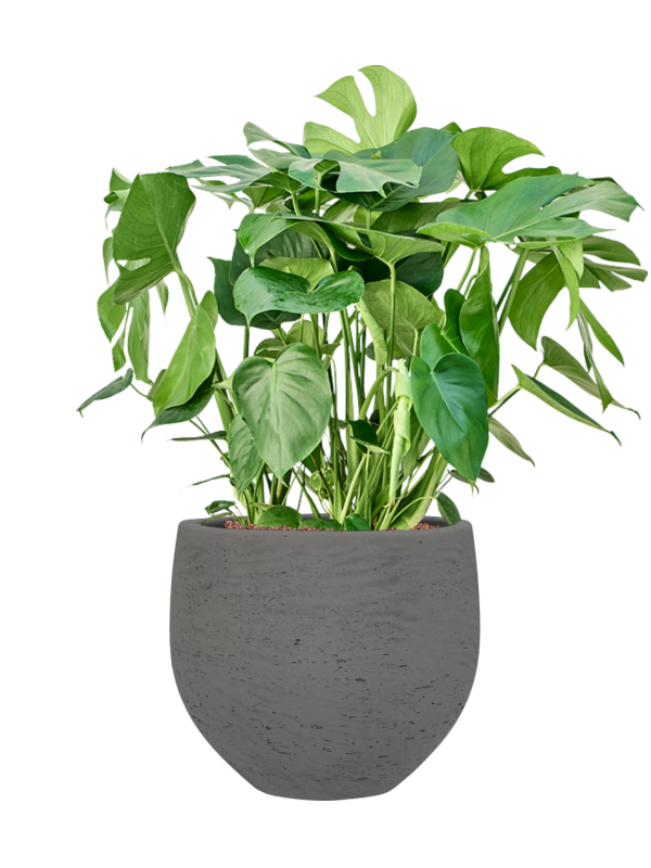 Monstera deliciosa en Rough, Pottery Pots