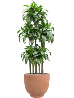 Dracaena fragrans 'Dorado' en Terra Cotta Kevin