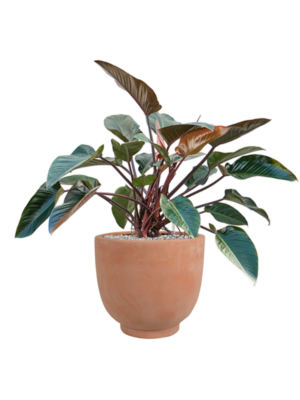 Philodendron 'Red Beauty' en Terra Cotta Kevin