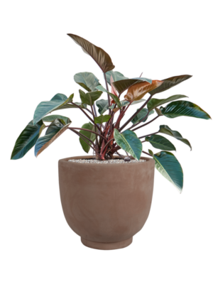 Philodendron 'Red Beauty' en Terra Cotta Kevin