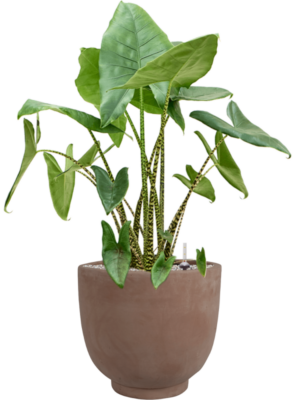 Alocasia zebrina en Terra Cotta Kevin