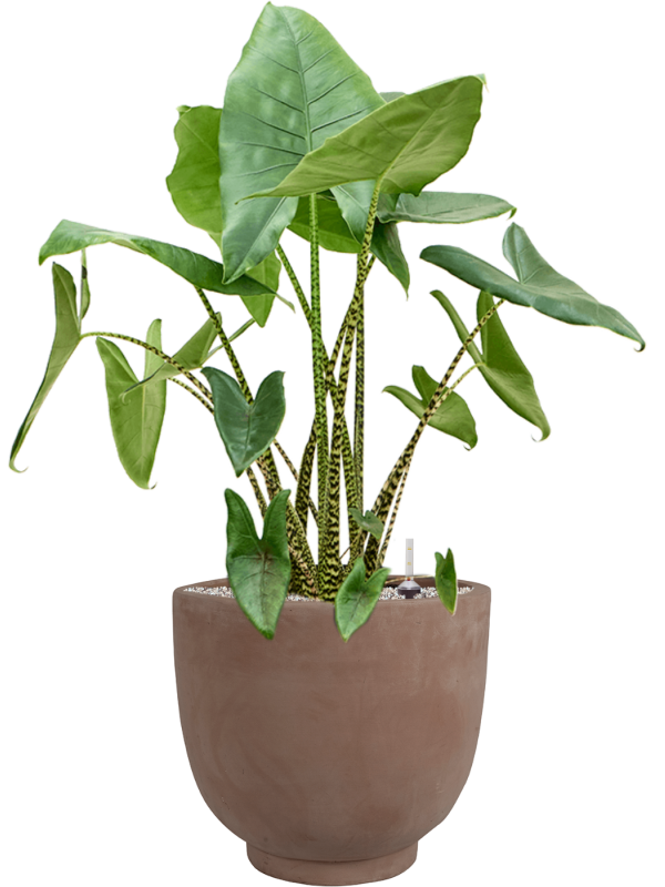 Alocasia zebrina en Terra Cotta Kevin, Ter Steege