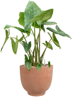 Alocasia zebrina en Terra Cotta Kevin