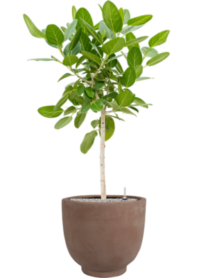 Ficus benghalensis 'Audrey' en Terra Cotta Kevin
