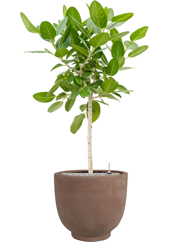 Ficus benghalensis 'Audrey' en Terra Cotta Kevin, Ter Steege