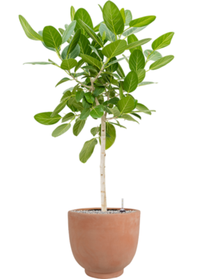 Ficus benghalensis 'Audrey' en Terra Cotta Kevin