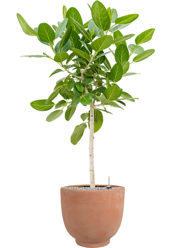 Ficus benghalensis 'Audrey' en Terra Cotta Kevin, Ter Steege