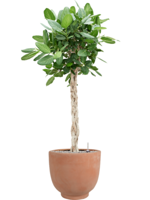 Ficus benghalensis 'Audrey' en Terra Cotta Kevin
