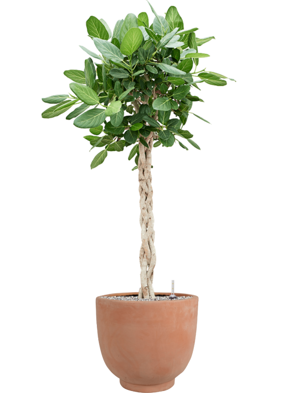 Ficus benghalensis 'Audrey' en Terra Cotta Kevin, Ter Steege