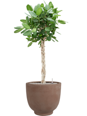 Ficus benghalensis 'Audrey' en Terra Cotta Kevin