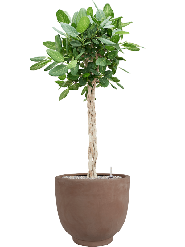 Ficus benghalensis 'Audrey' en Terra Cotta Kevin, Ter Steege