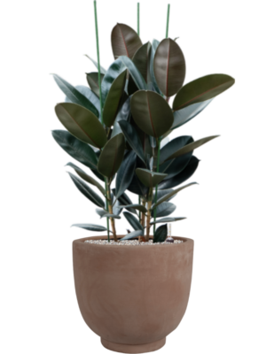 Ficus elastica 'Abidjan' en Terra Cotta Kevin