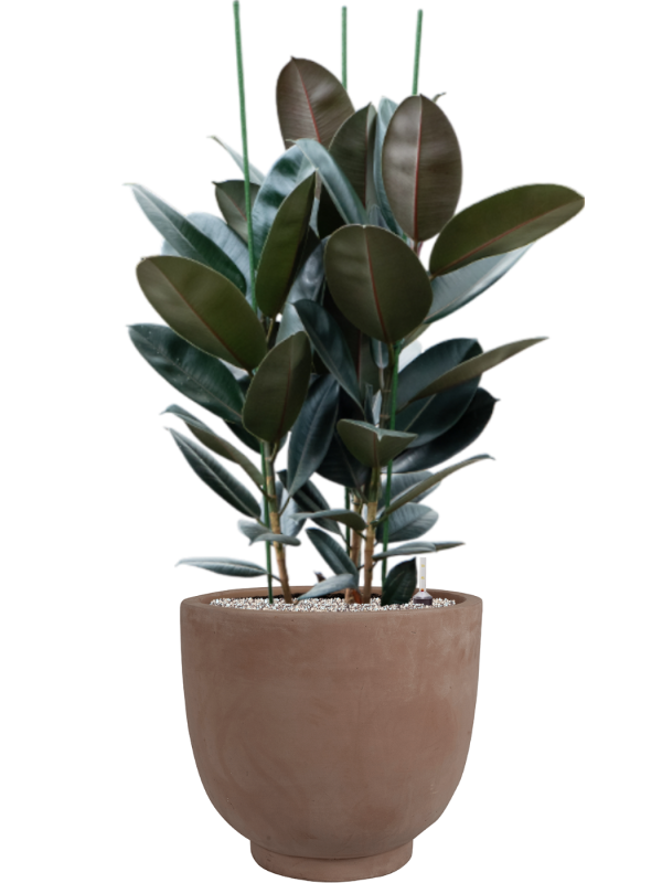 Ficus elastica 'Abidjan' en Terra Cotta Kevin, Ter Steege