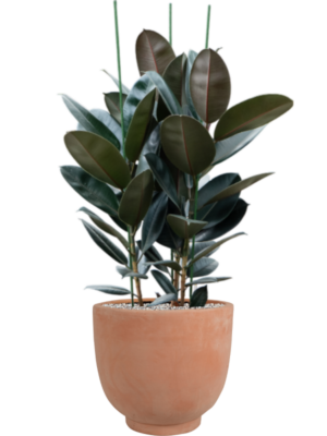 Ficus elastica 'Abidjan' en Terra Cotta Kevin